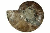 Cut & Polished Ammonite Fossil (Half) - Madagascar #329157-1